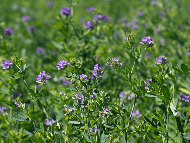 alfalfa card