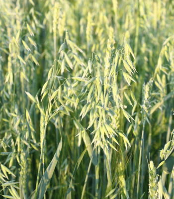 avena campo avena campo
