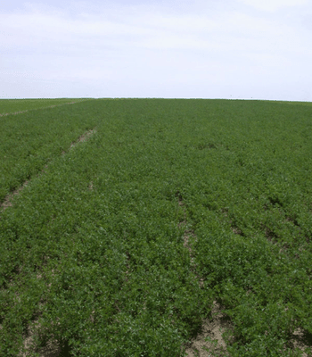 campo alfalfa campo alfalfa